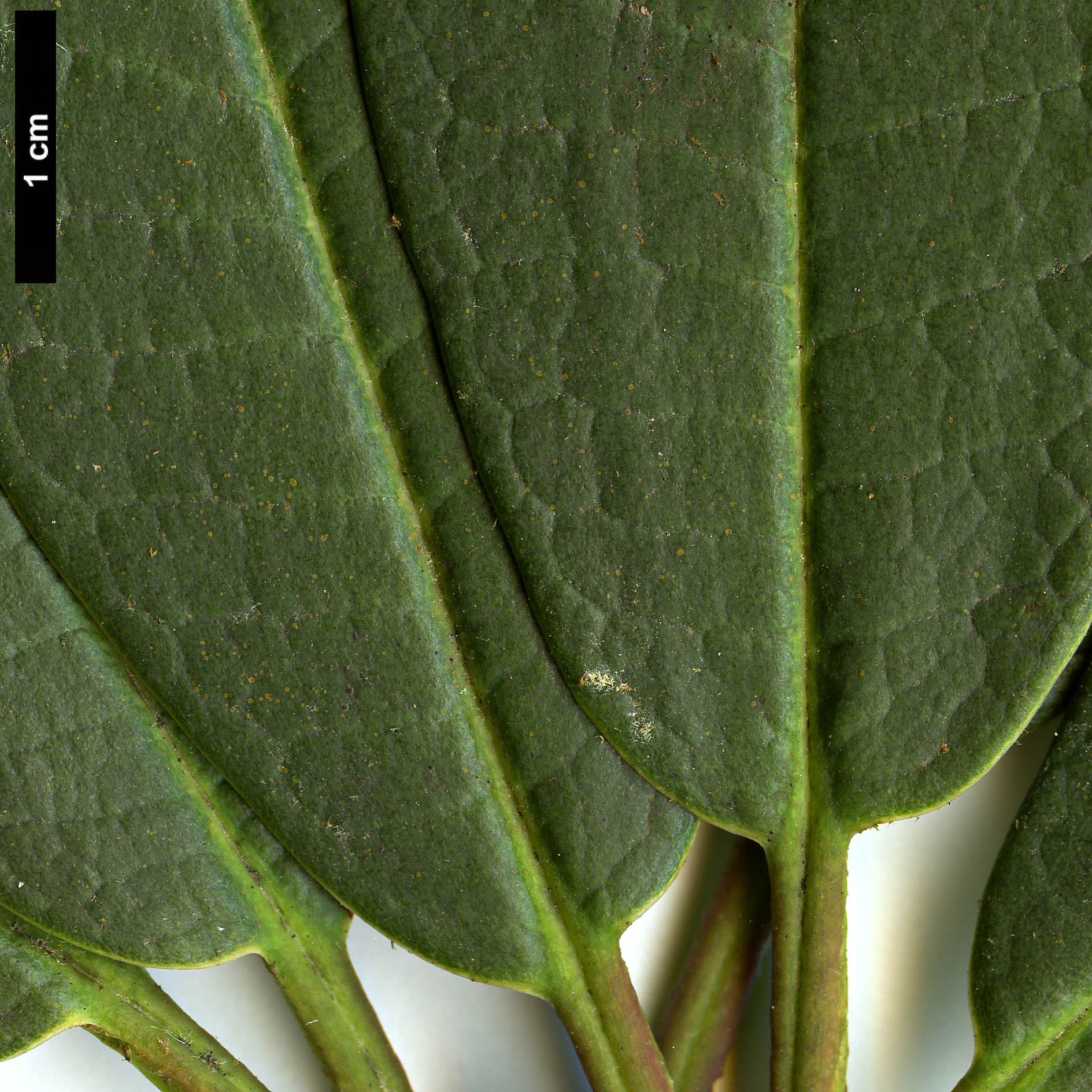 High resolution image: Family: Ericaceae - Genus: Rhododendron - Taxon: arboreum - SpeciesSub: subsp. cinnamomeum Campbelliae Group High resolution image: Family: Ericaceae - Genus: Rhododendron - Taxon: arboreum - SpeciesSub: subsp. cinnamomeum Campbelliae Group